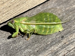 Chlorocysta vitripennis
