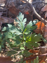Phacelia bipinnatifida