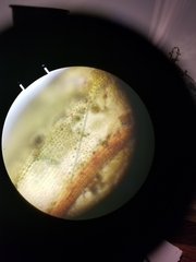 Schistidium rivulare