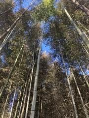Phyllostachys bambusoides