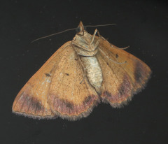 Chrysolarentia mecynata