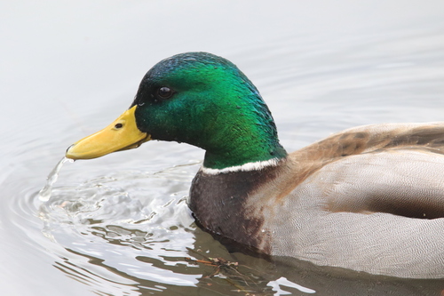 Mallard photographed in Oregon