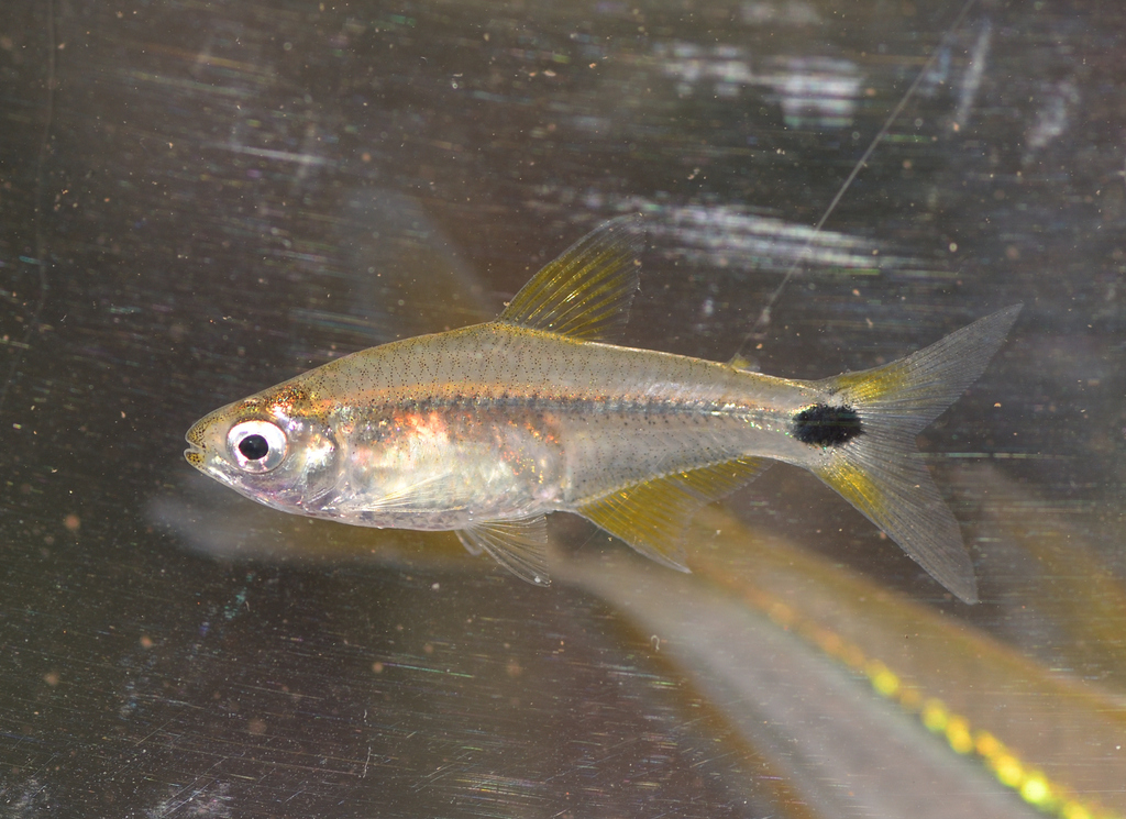 Térraba Tetra