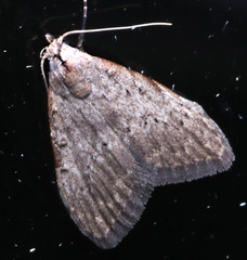 Nola pleurosema