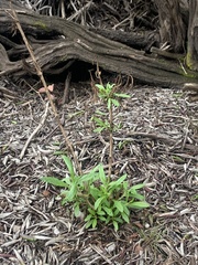 Pseudognaphalium californicum