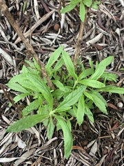 Pseudognaphalium californicum