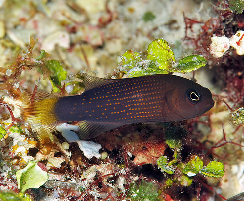 Marshall dottyback (Pseudochromis marshallensis) — Pseudochromidae — 4
