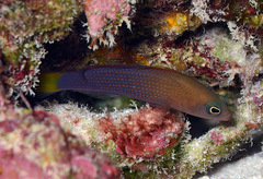 Pseudochromis marshallensis