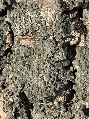 Hyperphyscia adglutinata