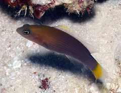 Pseudochromis marshallensis