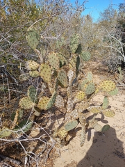 Opuntia wilcoxii