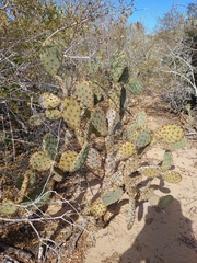 Opuntia wilcoxii