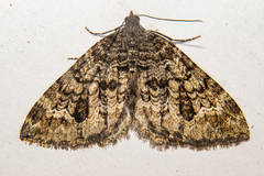 Hydriomena hemizona