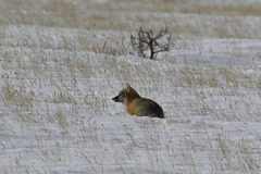 Vulpes velox