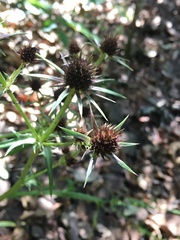 Eryngium heterophyllum