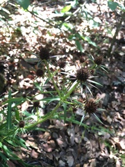 Eryngium heterophyllum