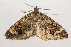 Hydriomena hemizona