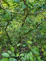 Citrus × taitensis