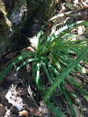 Eryngium heterophyllum