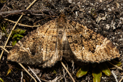 Hydriomena hemizona