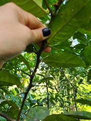 Citrus × taitensis
