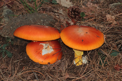 Amanita caesarea