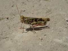 Oedaleus decorus