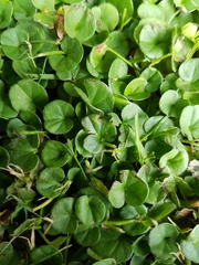 Dichondra repens