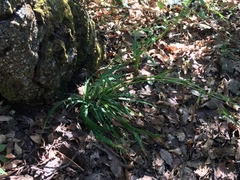 Eryngium heterophyllum