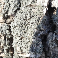 Hyperphyscia adglutinata