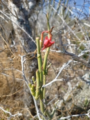 Euphorbia lomelii