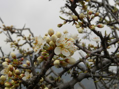 Prunus spinosa