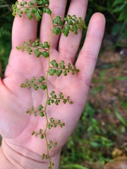 Odontosoria aculeata