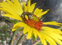 Melissodes microstictus