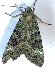 Anaplectoides prasina