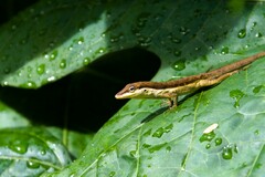 Anolis pulchellus