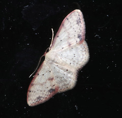 Idaea halmaea