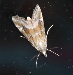 Hellula