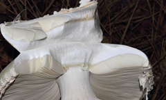 Amanita proxima