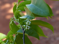Diospyros sylvatica