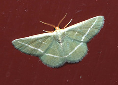 Mixocera latilineata