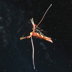 Caloptilia xanthopharella
