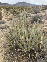 Yucca baccata