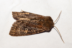 Ichneutica agorastis