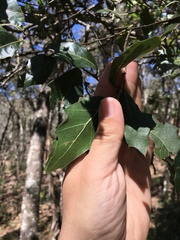 Quercus affinis
