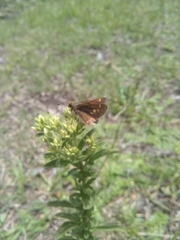 Lon melane vitellina