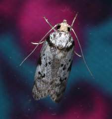 Philobota thiocrossa