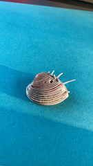 Hysteroconcha lupanaria