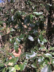 Quercus affinis