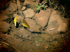 Phoebis neocypris
